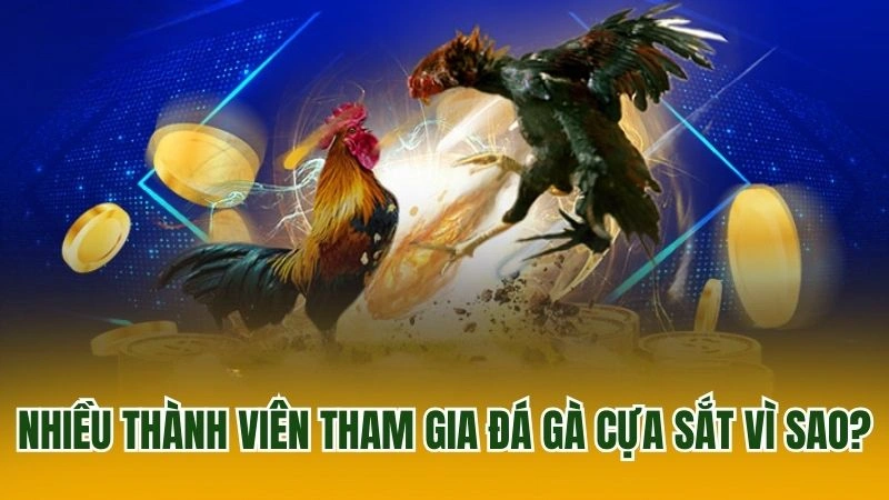 Nhiều thành viên tham gia đá gà cựa sắt vì sao?