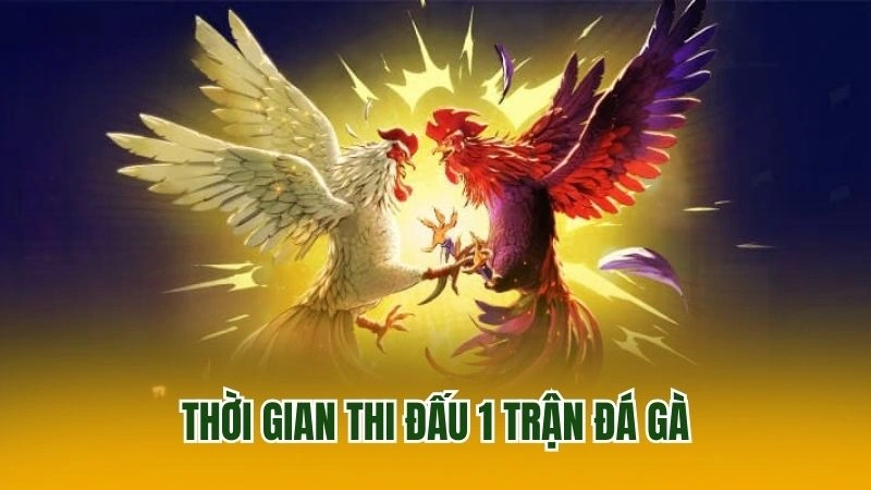 Thời gian thi đấu 1 trận đá gà