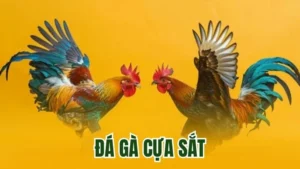 đá gà cựa sắt