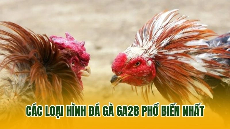 Các loại hình đá gà GA28 phổ biến nhất