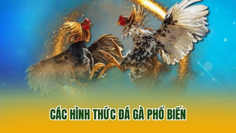 Các hình thức đá gà phổ biến