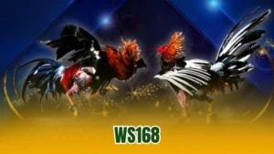 WS168